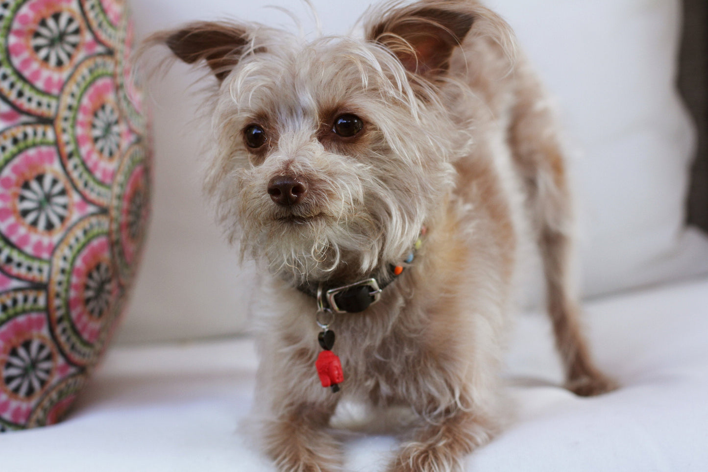 Gemstone Buddha Head Pet Charm with Onyx Heart Gemstone