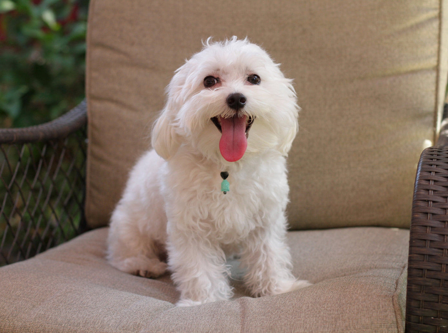 Onyx Gemstone & Carved Stone Buddha Head Pet Collar Charm