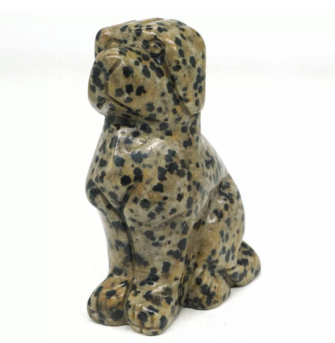 Dalmatian Jasper Dog