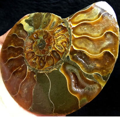 Ammonite Fossil Shell