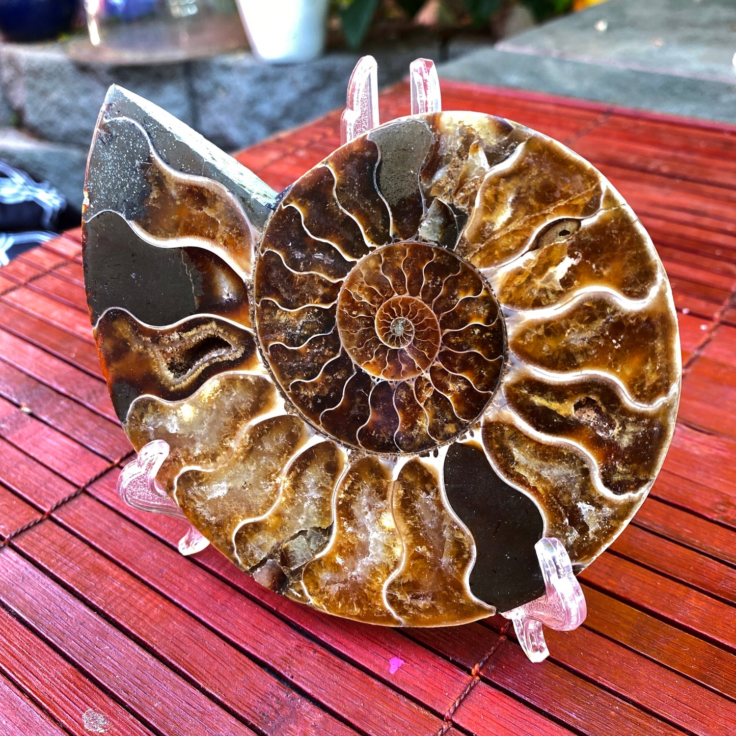 Natural Ammonite Fossil Shell