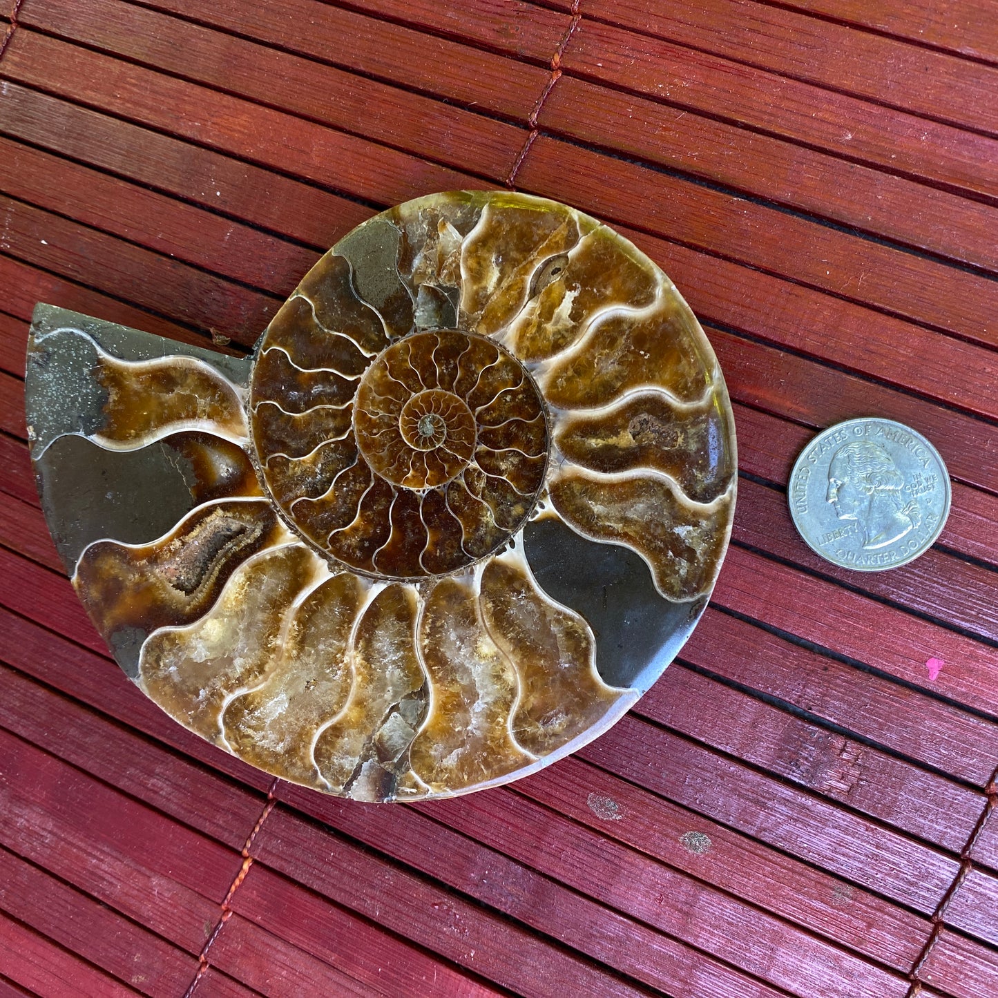 Natural Ammonite Fossil Shell