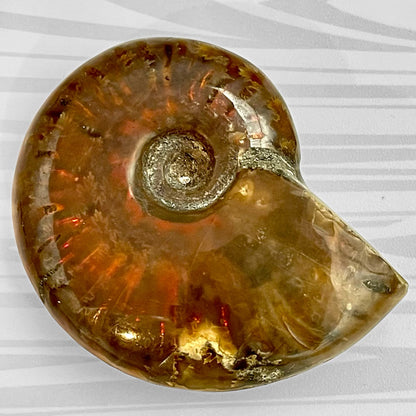 Whole Ammonite Fossil Shell
