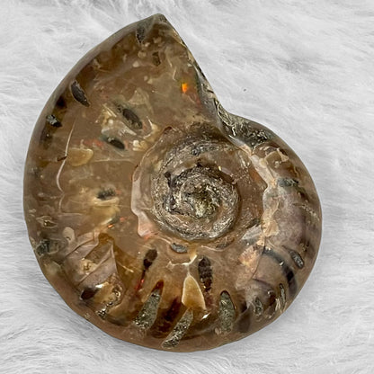 Whole Ammonite Fossil Shell