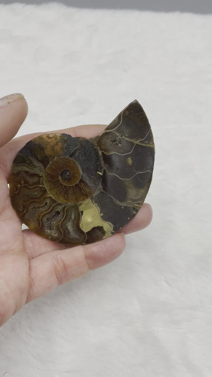 Ammonite Fossil Shell