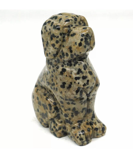 Dalmatian Jasper Dog