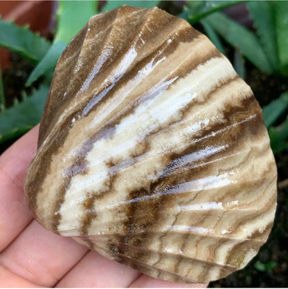 Natural Chocolate Calcite Shell Carving