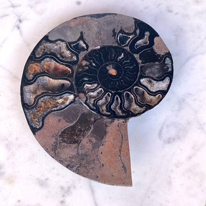 Natural Black Ammonite Fossil shell