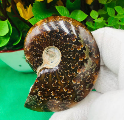 Natural Chrysanthemum Conch, Ancient Fossil Specimens, Madagascar ,75G