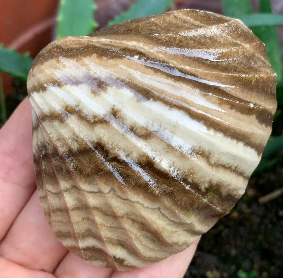 Natural Chocolate Calcite Shell Carving